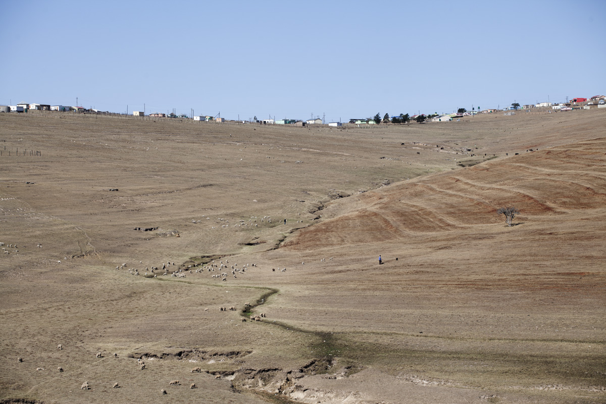 Cattle and sheep grazing in Qunu.