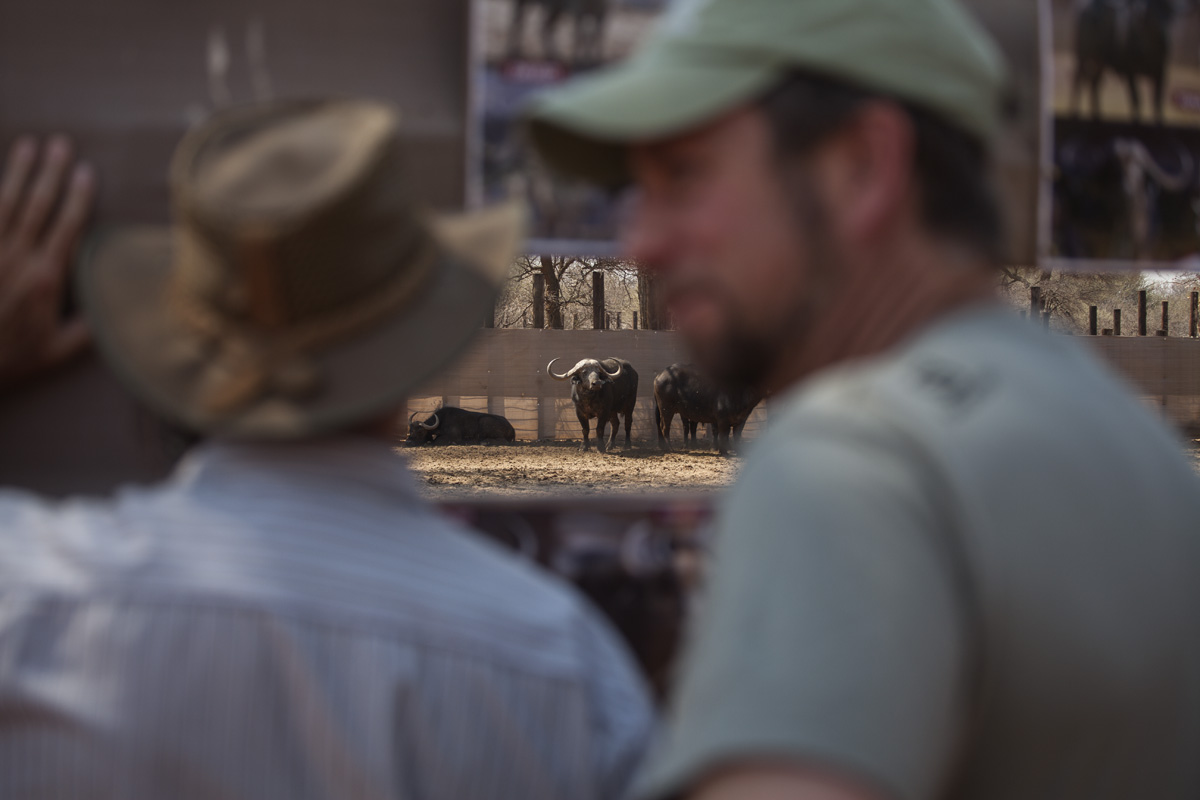 Prospective buyers view one of the buffalos named Jonathan who is on auction. Jonathan sold for R5.8 million on the auction.