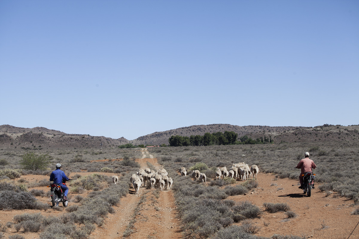 Farmworkers using motorbikes to get the sheep back to the kraal.
